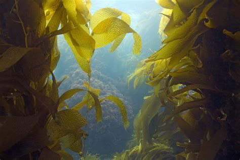 Brown algae | Marine, Seaweed, Kelp | Britannica