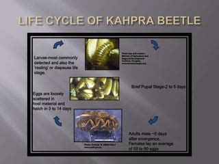 Store grain pest khapra beetle | PPT