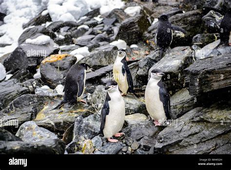 Penguins on the Elephant Island Stock Photo - Alamy