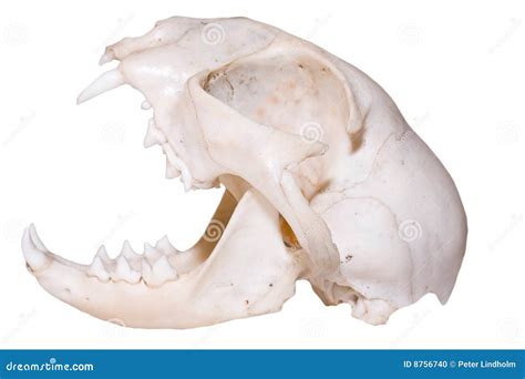 Predator Skull Royalty-Free Stock Image | CartoonDealer.com #8756740