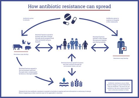 Infographic - How antibiotic resistance can spread | Antimicrobial resistance