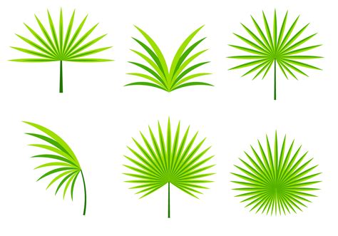 Palmetto Leafs Vector 144729 Vector Art at Vecteezy