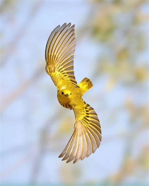 🔥 American Yellow Warbler in flight. The songbird is known for its sweet and melodious song ...