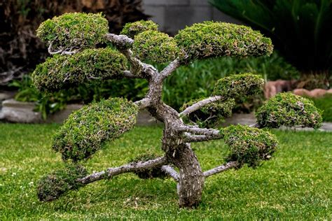 Bonsai Miniature Plant · Free photo on Pixabay