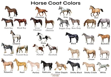 Different Horse Colors with Pictures | HorseBreedsPictures.com | Horse color chart, Horse coat ...