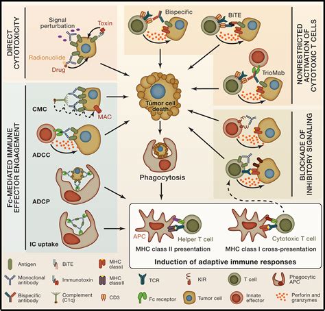 Antibody-Based Immunotherapy of Cancer: Cell