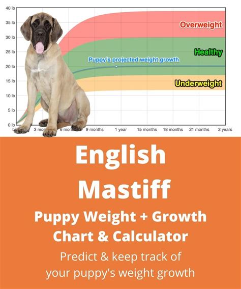 English Mastiff Weight+Growth Chart 2024 - How Heavy Will My English Mastiff Weigh? | The Goody Pet