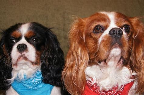 How To Get A Cavalier King Charles Spaniel To Eat 5 Easy Tips