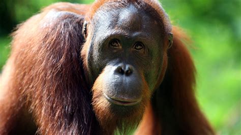 Curious Orangutans, Raised by Humans, Do Better on Cognitive Tests - The New York Times