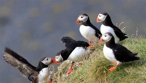 Puffin Tour Grundarfjörður | Adventures.com