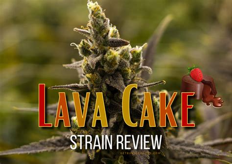 Lava Cake Strain Review & Growing Guide | Learn All About - GetBudsLegalize.com