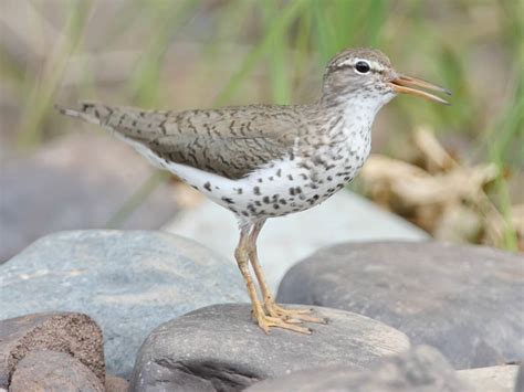 Ecobirder: Spotted Sandpiper