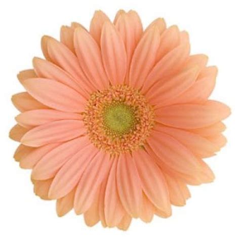 Gerbera Daisy Peach | Gerber daisies, Daisy flower, Peach flowers