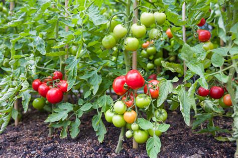 Tomato Plant (Thakkali) - Santhi Online Plants Nursery