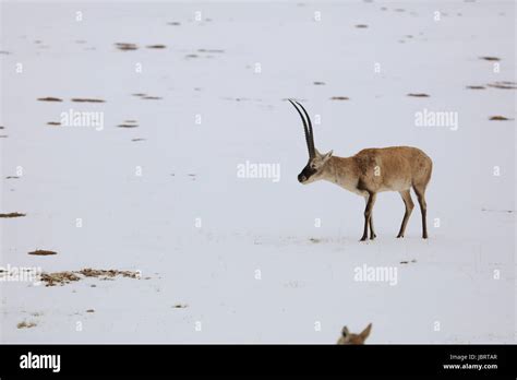 Tibetan antelope hi-res stock photography and images - Alamy