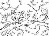 Coloring Pages Possum Opossum Printable Sheet Colouring Baby Template  sketch template