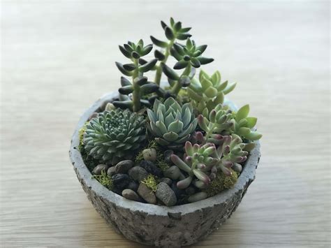 Small Succulent Planter by Bella Fiora A Floral Design Studio