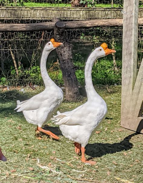 Male Chinese Swan Goose By Belinda Stucki | ubicaciondepersonas.cdmx.gob.mx