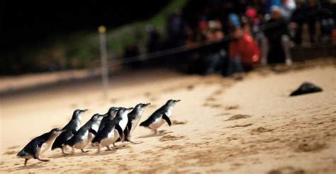 Phillip Island: Penguin Parade General Viewing Entry Ticket | GetYourGuide