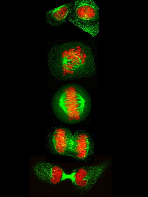 Human cells showing the stages of cell division starting with ...