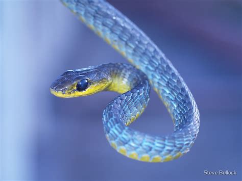 "Blue - Green Tree Snake" by Steve Bullock | Redbubble