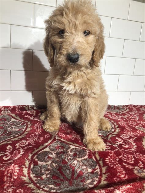 "Golden Doodle" Puppies For Sale | Chicago, IL #323986