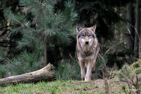 Fond d'écran : forêt, herbe, faune, parc national, région sauvage, coyote, arbre, plante, des ...