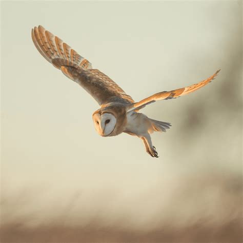 Owl Prowl - The Nature Institute