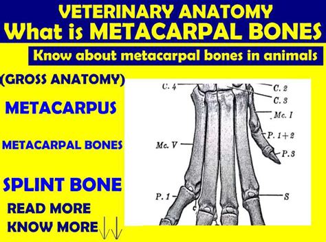 Bones of Metacarpus | Gross Anatomy | Anjani Mishra