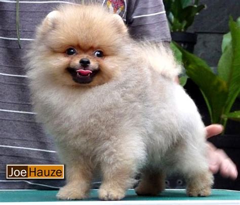 Chow Chow Pomeranian mix. Oh my gosh give me this dog | Pomeranian, Pomeranian puppy, Pomeranian mix