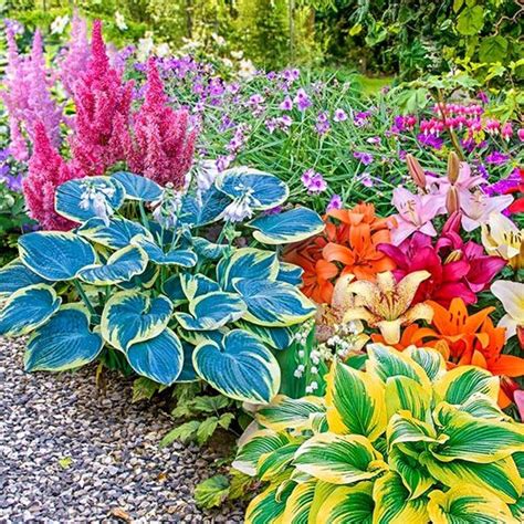 Flowers And Plants Good In Shade at Kathleen Klein blog