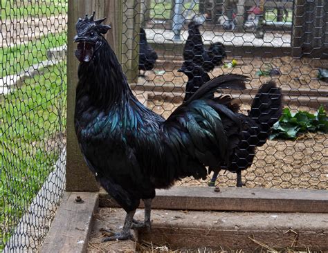 Across the Pond, Crooks are Stealing Rare Chicken Breeds - Modern Farmer