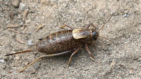 Swarms of 'Cannibal' Crickets Invade Small Nevada Town | Flipboard