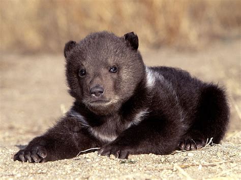 Bear Pictures - Grizzly Bear Cub