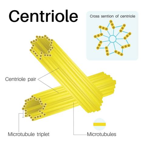 Centrioles are cylindrical organelles.Found in most eukaryotic cells ...