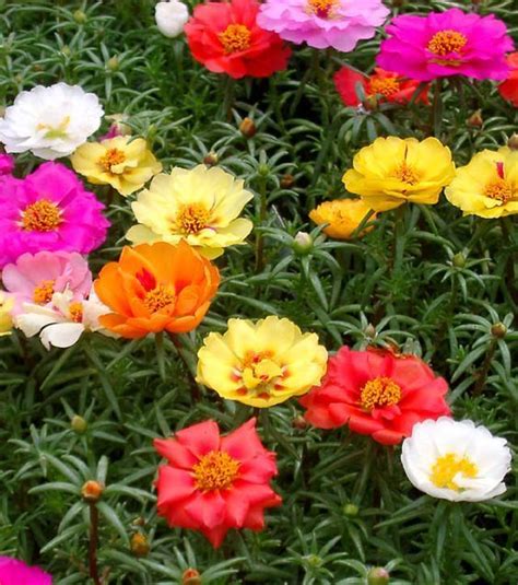 Portulaca grandiflora 1 ground cover. I love portulaca and all the colors of the flowers ...