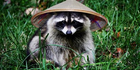 One of the handful of things China doesn’t make — Raccoons | Cute ferrets, Raccoon, Animal species