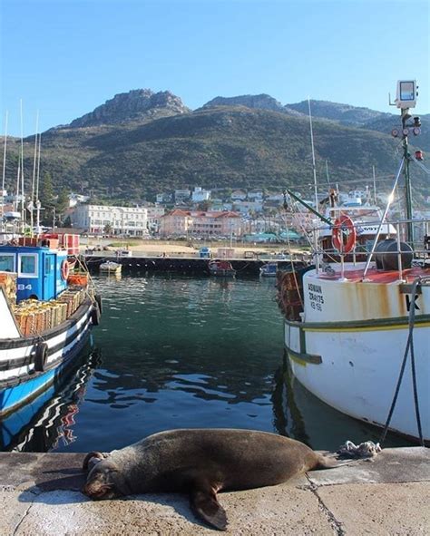 Kalk Bay Harbour Seals - Secret Cape Town