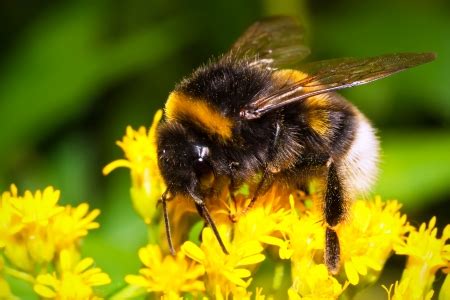 Man’s Journey to Find Lost Bumblebee Species - Manuka Honey USA