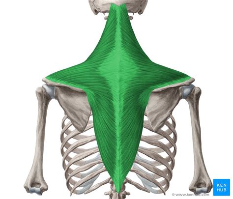 Trapezius muscle: Anatomy, origins, insertions, actions | Kenhub