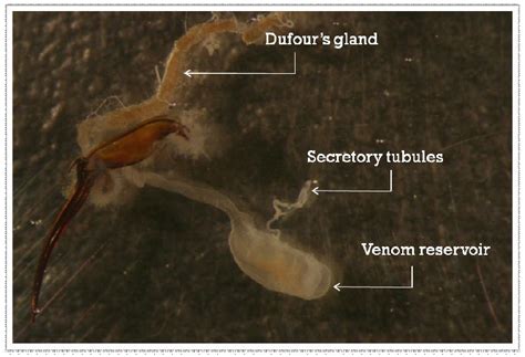 Molecular Pharmacology and Toxinology of Venom from Ants | IntechOpen