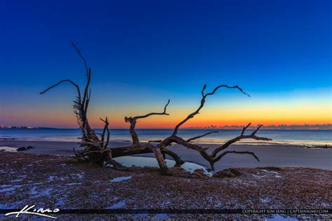 Driftwood at the Beach at Sunrise | Royal Stock Photo