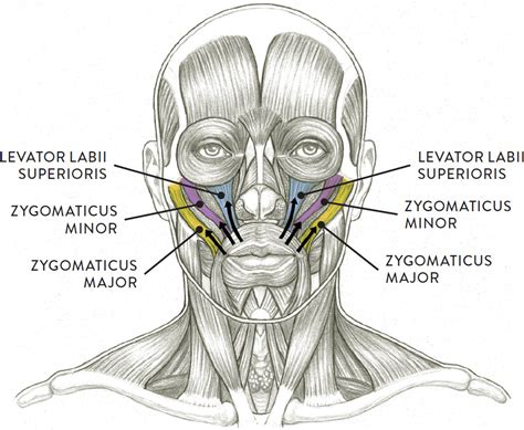 Facial Muscles and Expressions - Classic Human Anatomy in Motion: The ...