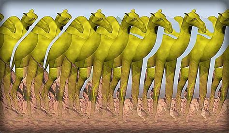 Camel : Stereogram Images, Games, Video and Software. All Free! | Magic ...