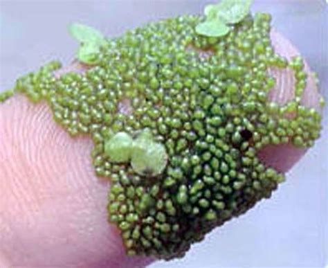 Wolffia, or Watermeal: World Smallest Plant - The Smallest Flowering Plant | Small flowering ...