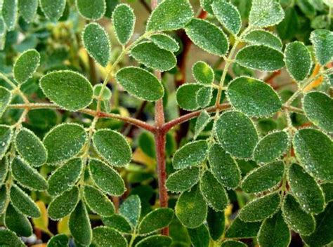 Moringa Tree and Cancer: Side Effects and Research Studies