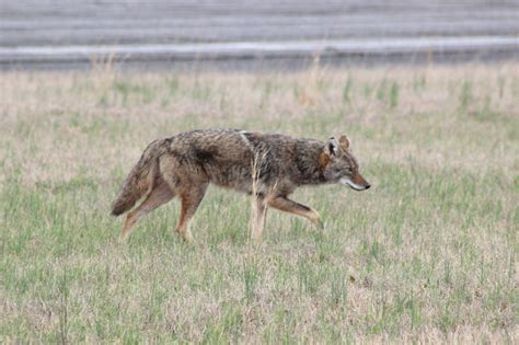 Researcher says coyotes are 'keystone predators' in the Southeast ...