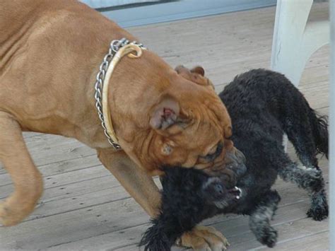 Dog Attack Leaves Baby With Head Injuries - San Francisco News