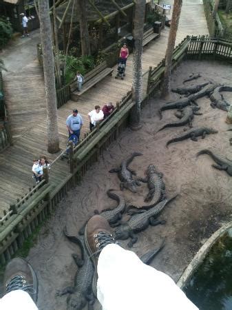 Crocodile Crossing (at Alligator Farm) (St. Augustine) - 2018 All You Need to Know Before You Go ...