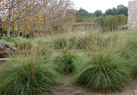 Muehlenbergia rigens | Grasses landscaping, Landscape, Perennial grasses